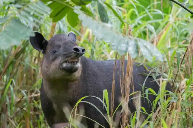 Belize – Baird’s Tapir