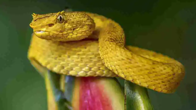 The Golden Lancehead Viper