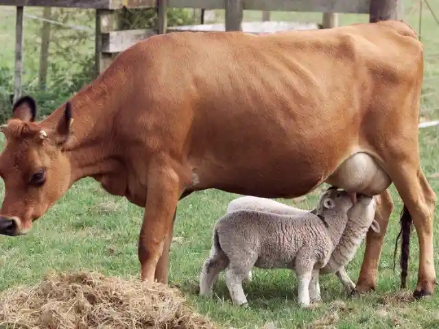 Little Brown The Cow & Her Lambs