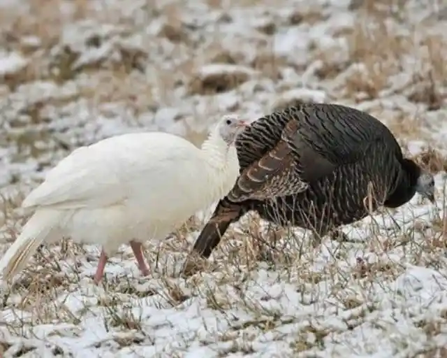 Albino Turkeys