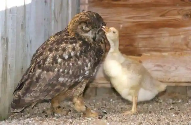 Gandolph The Owl & Her Gosling