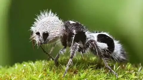 #14. Panda Ant