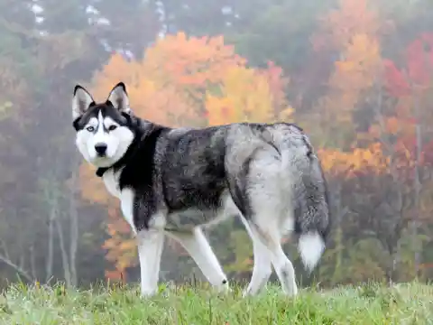 #31. Siberian Husky