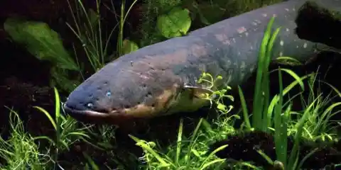 #4. Electric Eels