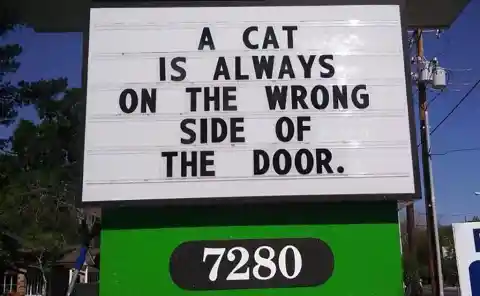 #24. Always The Cat Is Right