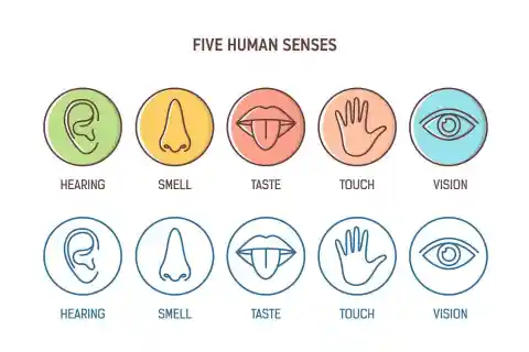 #12. We have five senses