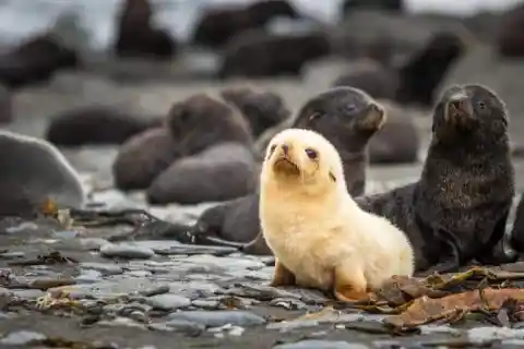 #13. Albino Sea Lion