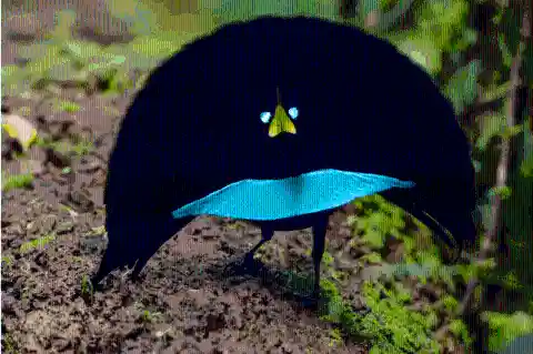 #7. Superb Bird-Of-Paradise