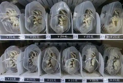 Live Crab Vending Machine