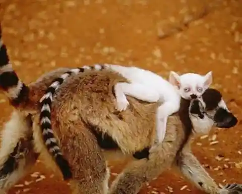 Albino Lemur