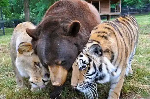 #3. Leo, Baloo And Shere Khan