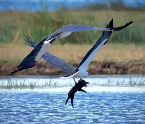 Eagle Feeds on Prey