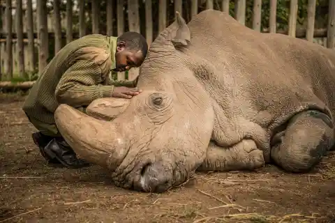 The Last Male Northern White Rhino