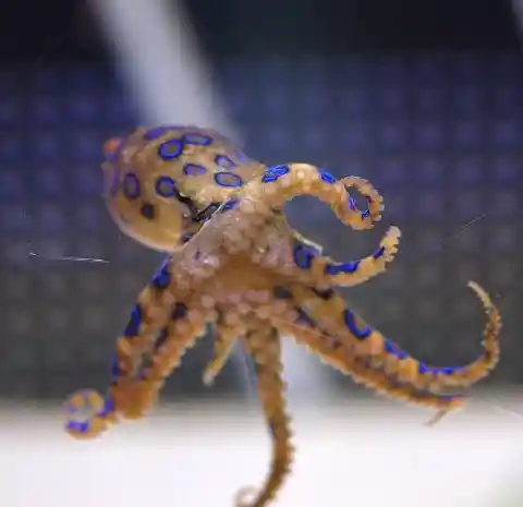 Blue-Ringed Octopuses