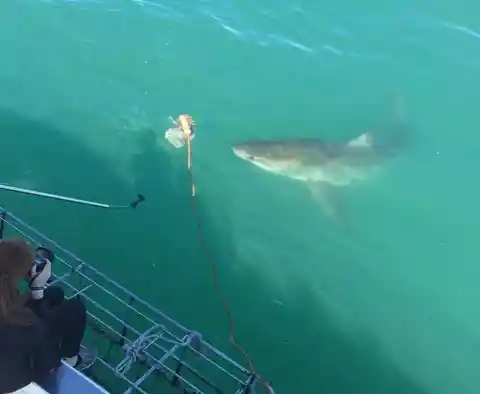 Shark Cage Diving – South Africa