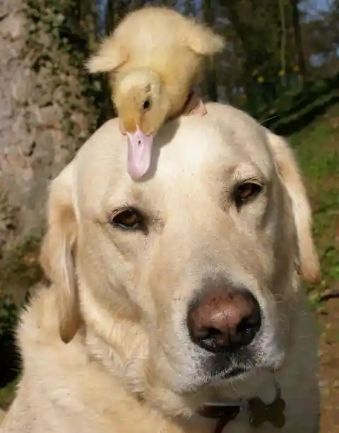 Fred The Dog & Dennis The Duckling