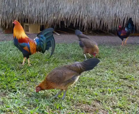 Chickens At Kauai, Hawaii