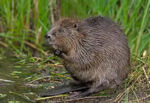 Canada – Beaver