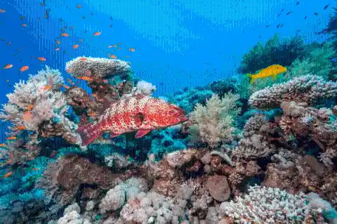 Swim In The Great Barrier Reef