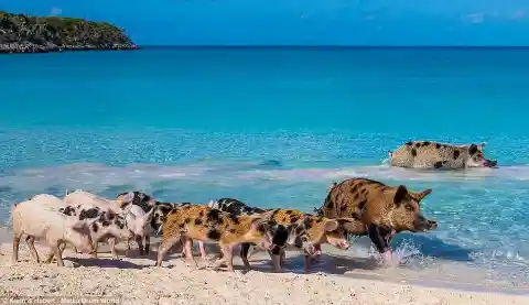 Pigs At Big Major Cay, Bahamas