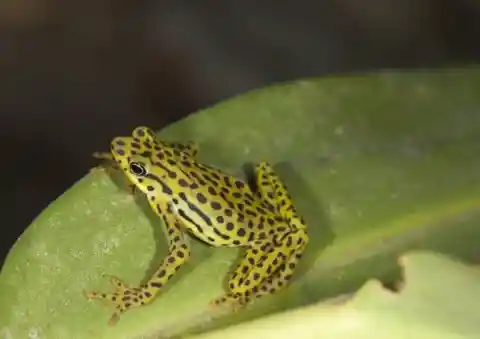 The Rio Pescado Stubfoot Toad