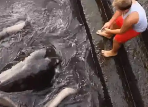 A Giant Stingray