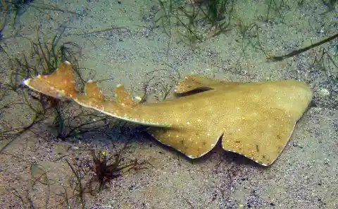 The Angel Shark