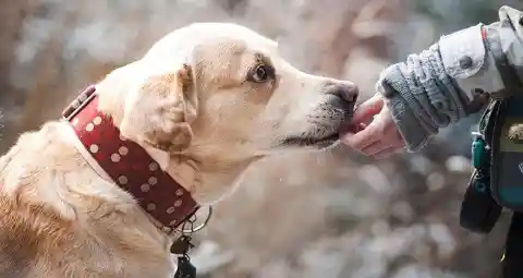 He Wagged His Tail!