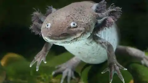 Axolotl