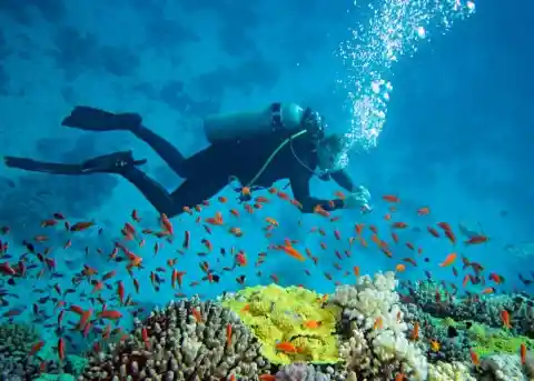 Swimming With the Underwater Creatures