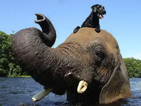 Bubbles The Elephant & Bella The Dog