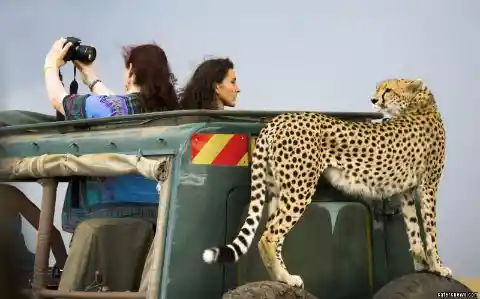 Selfie With The Cheetahs