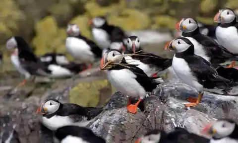 Puffins At Runde Island, Norway