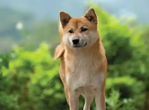 #30. Shiba Inu