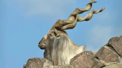 Markhor Goat