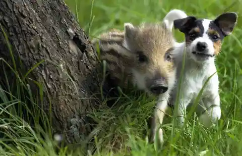 Manni The Wild Boar Piglet & Candy The Dog