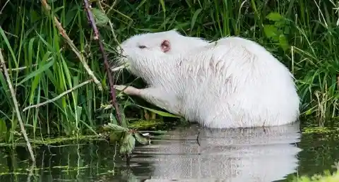 Albino Beaver