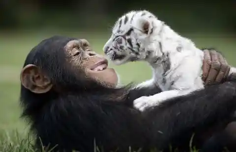 #2. Anjana And The White Tiger