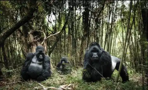 Virunga National Park, Democratic Republic Of Congo