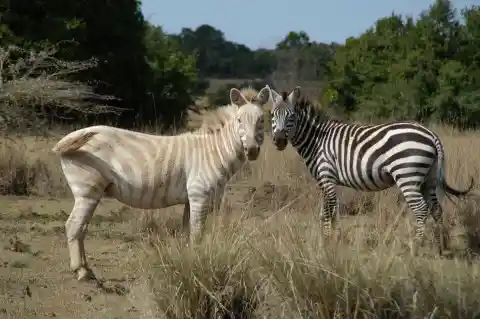 #21. Albino Zebra