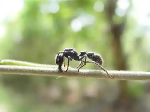 Bullet Ants