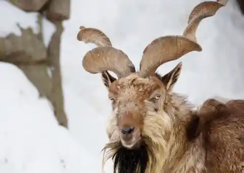 Pakistan – Markhor