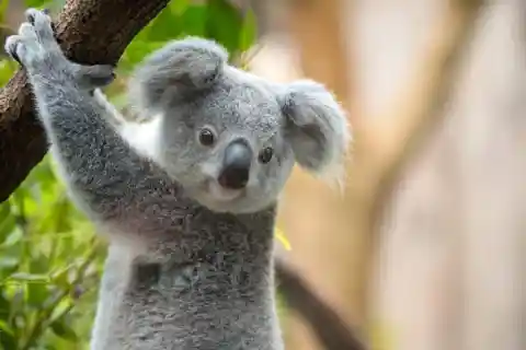 Koalas