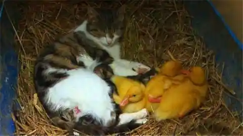 #16. The Cat And The Ducks