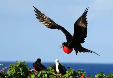 Magnificent Frigatebird