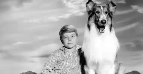 Lassie - 19 Years