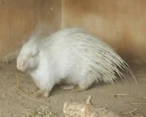 Albino Porcupine