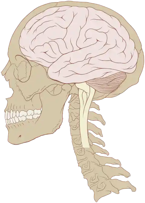 #9. Humans use only 10% of their brains