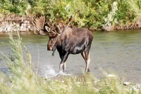#17. Moose