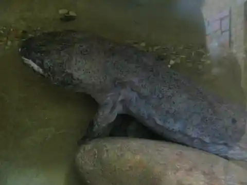 Chinese Giant Salamander